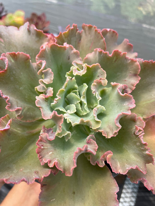 Echeveria Chantilly