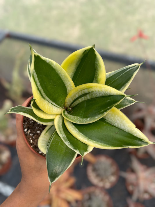 Lengua de Suegra Mini