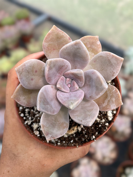 Graptopetalum Purple Delight