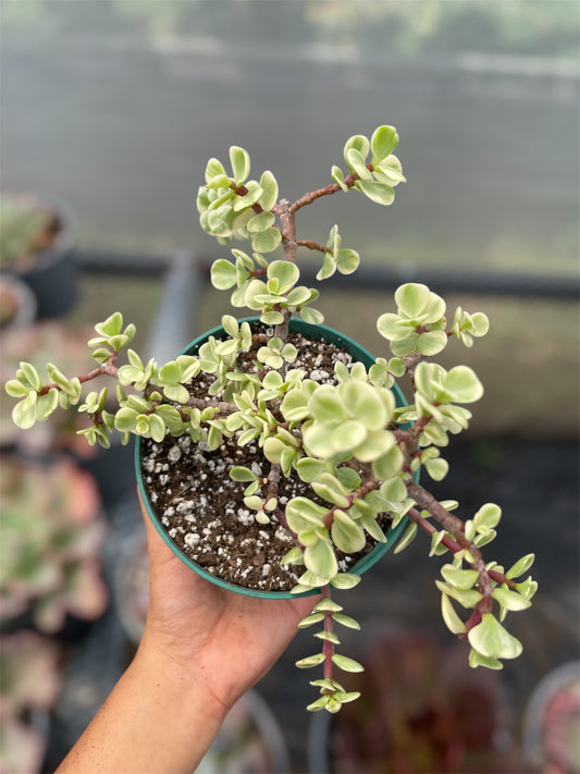Portulacaria Afra Variegada