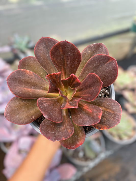 Echeveria Primadonna Variegada