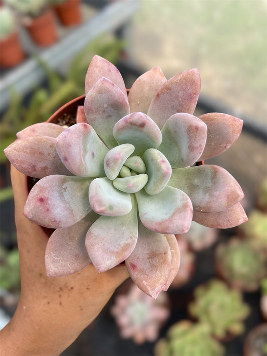 Graptoveria Opalina