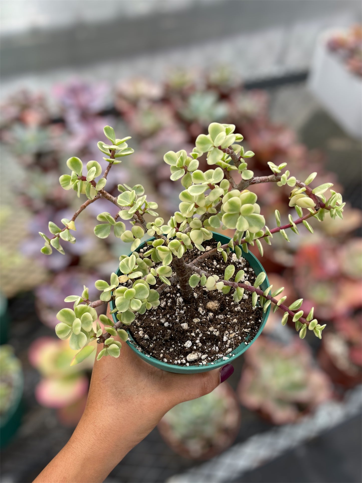 Portulacaria Afra Variegada
