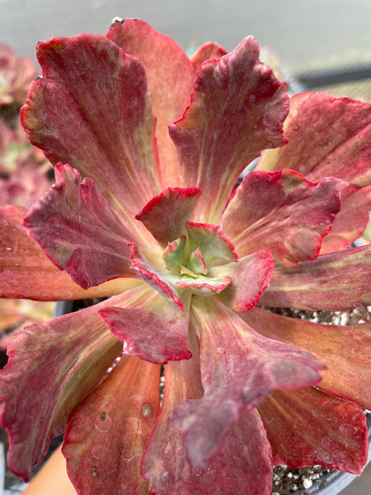 Echeveria Diamond State