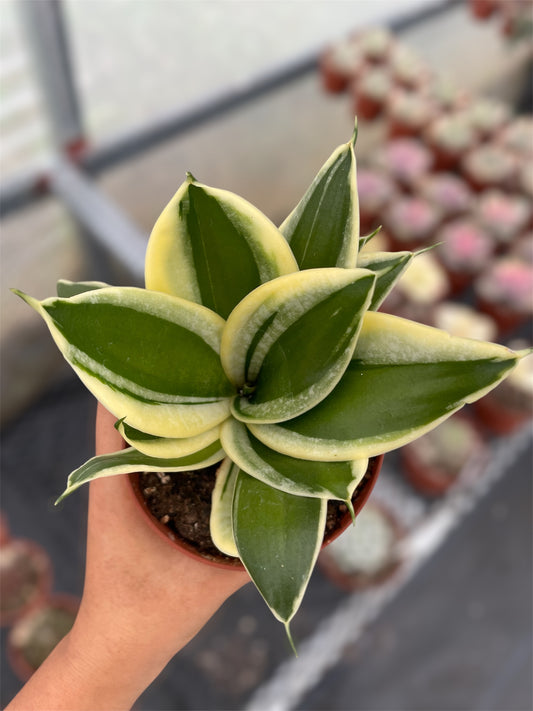 Lengua de Suegra Mini