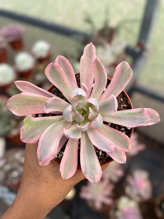 Echeveria Hollwayii Variegada