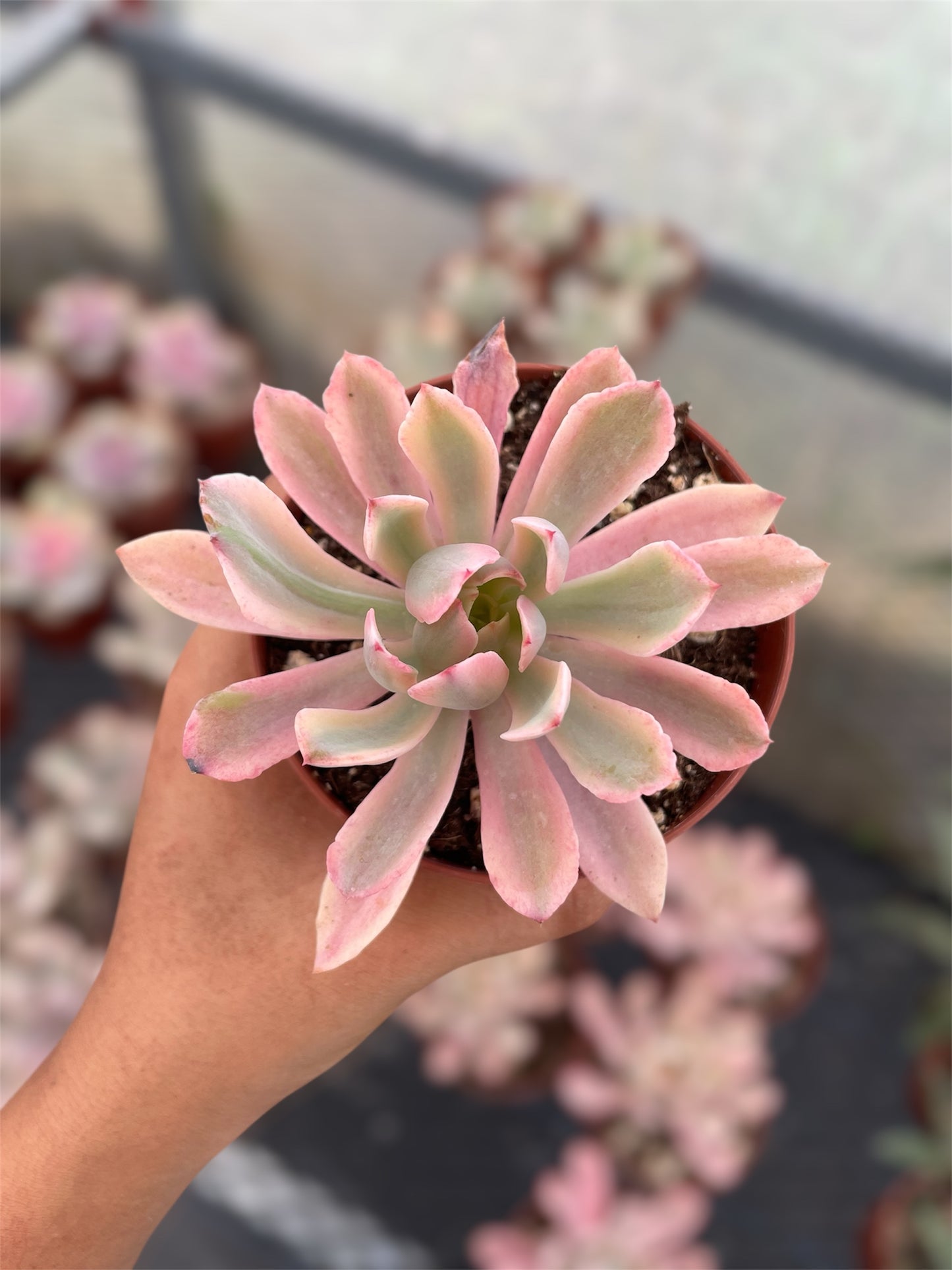 Echeveria Hollwayii Variegada