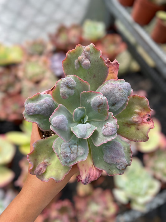 Echeveria Lilac Snow