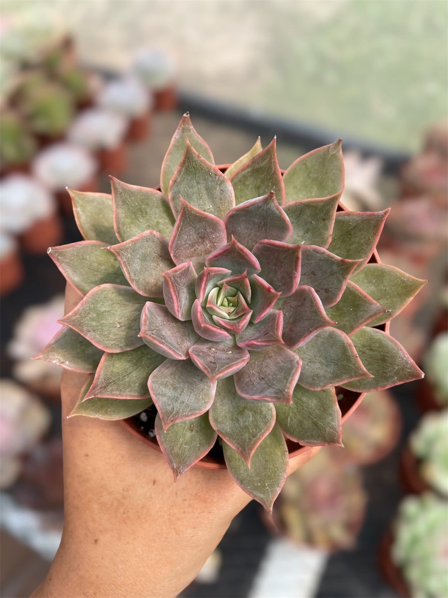 Echeveria Sin ID