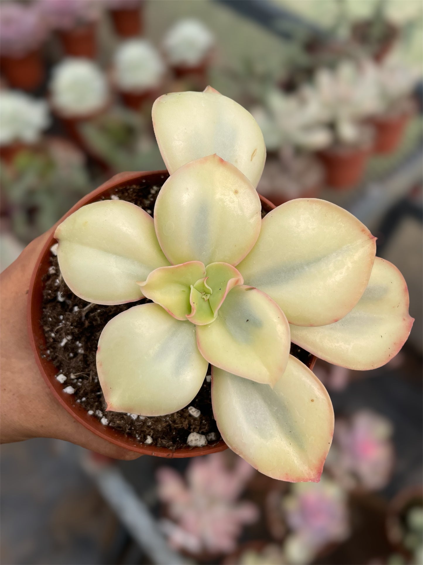 Echeveria Suyon Variegada
