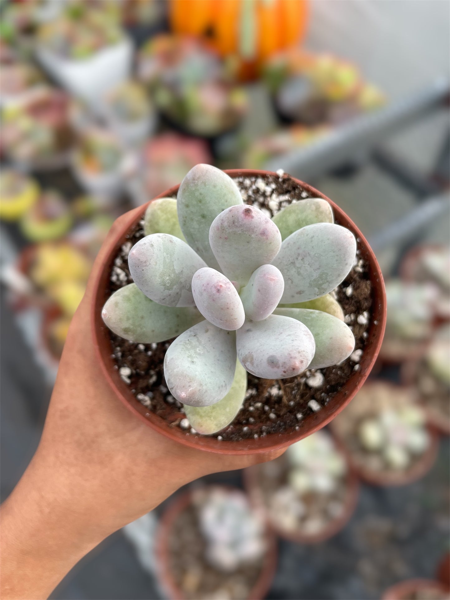 Pachyphytum Oviferum