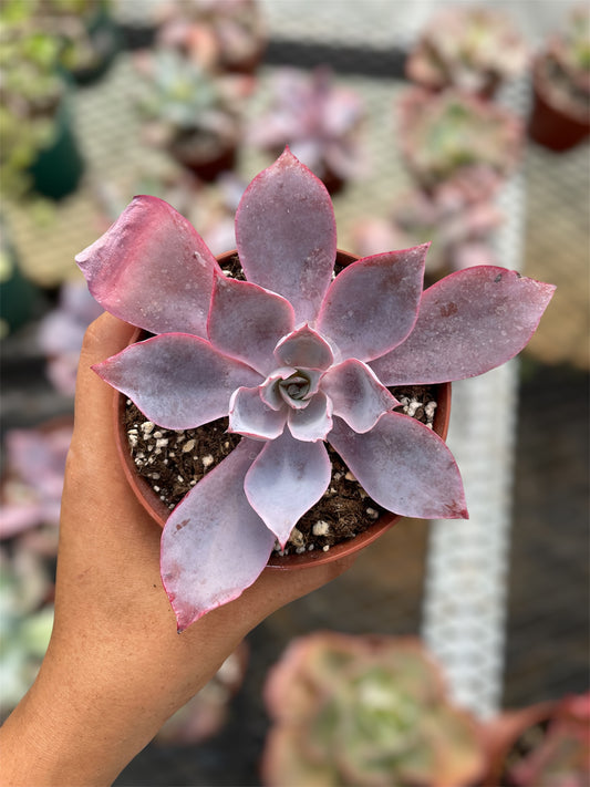 Echeveria Afterglow