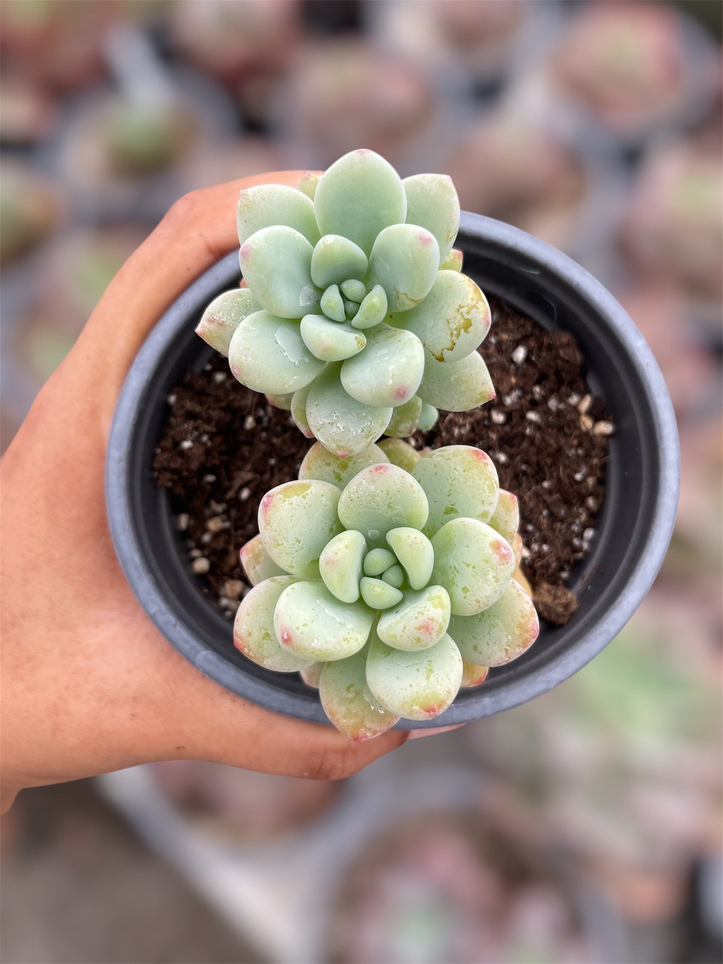 Sedum Clavatum