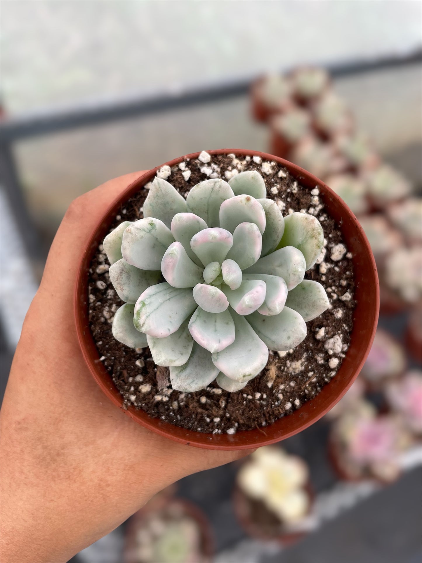 Echeveria Rolly Polly Variegada