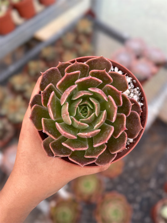 Echeveria Brow Rose
