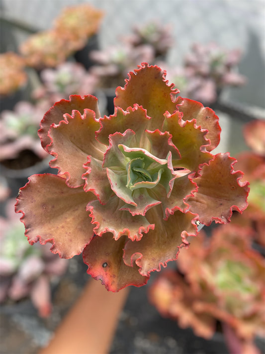 Echeveria Diamond State Revertida