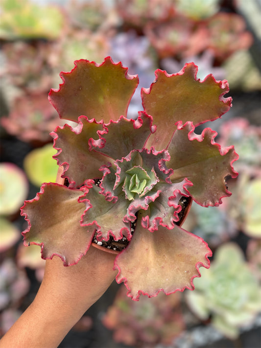 Echeveria Diamond State Revertida