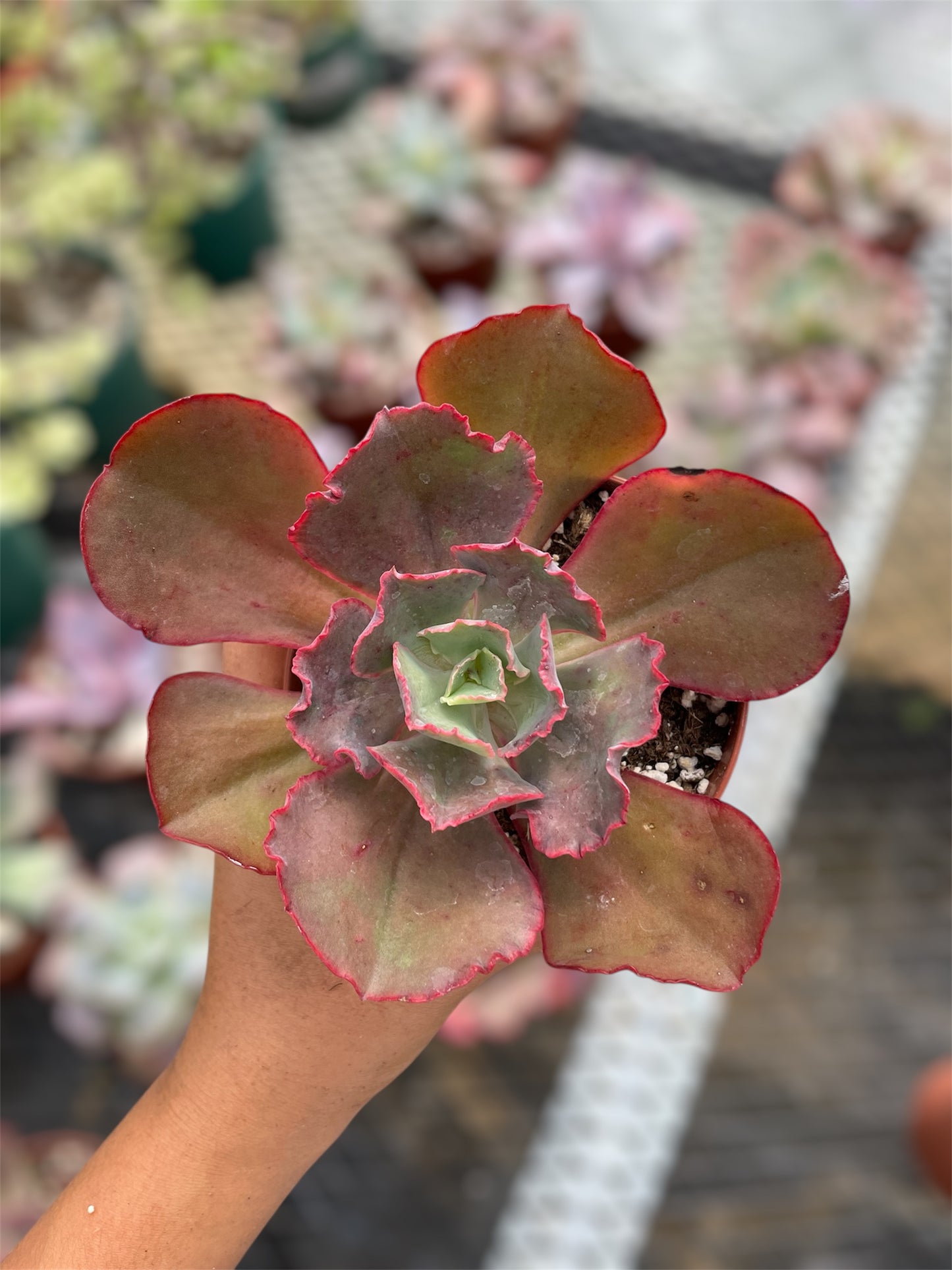 Echeveria Diamond State Revertida