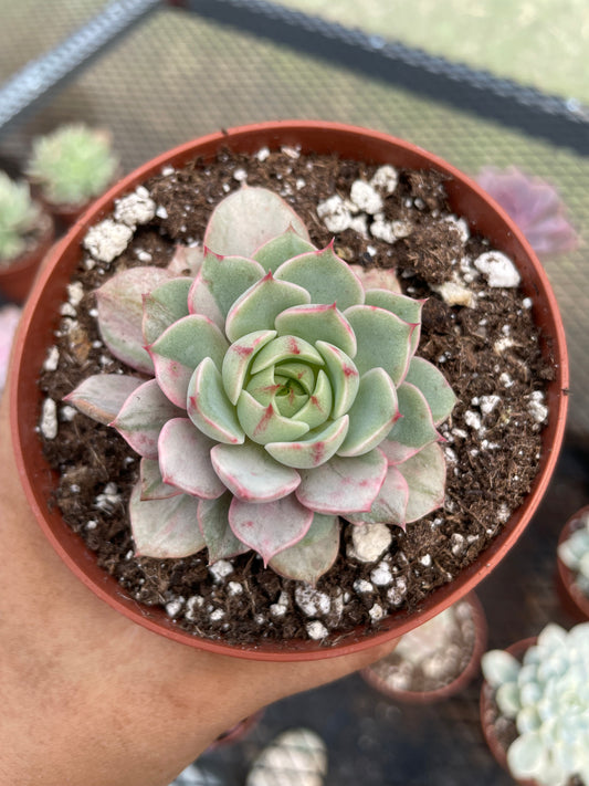 Echeveria Ben Badis Variegada