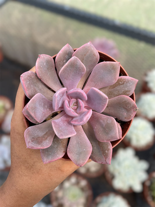 Echeveria Debbie
