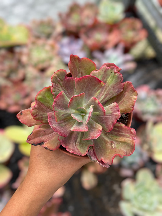 Echeveria Diamond State
