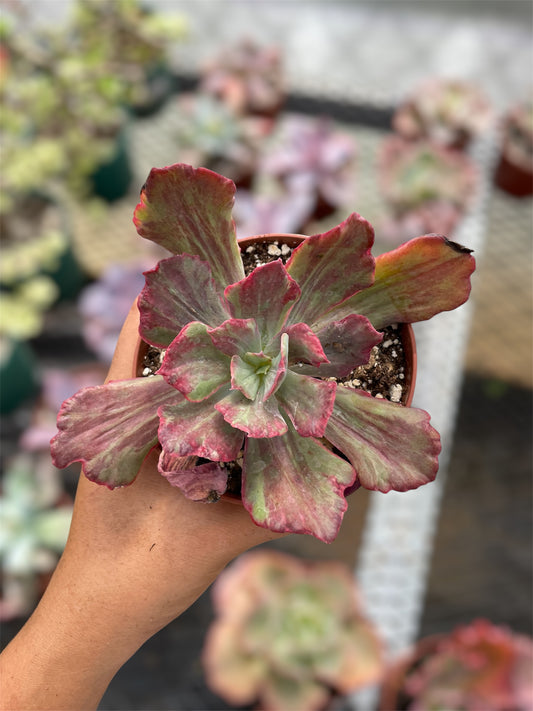 Echeveria Diamond State