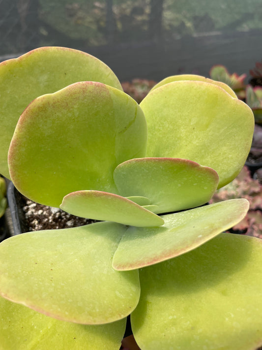 Kalanchoe Thyrsiflora