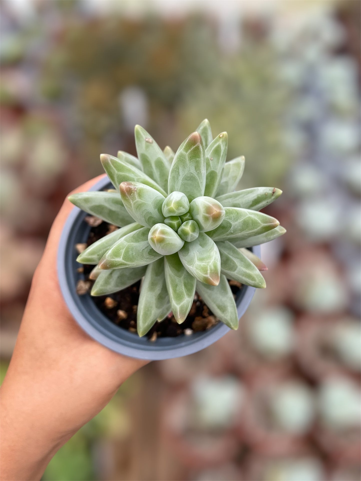 Pachyphytum Compactum Azul