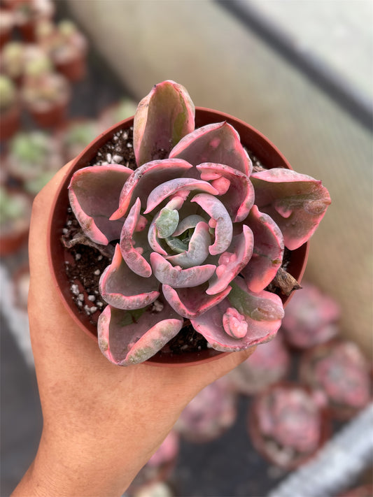 Echeveria Beyonce Rainbow