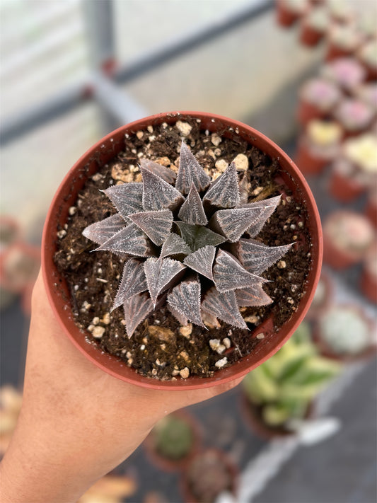 Haworthia Emelyae