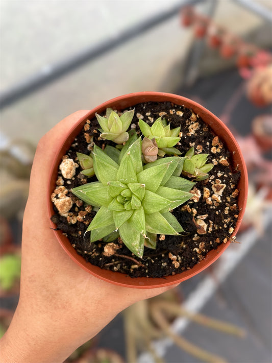 Haworthia Cymbiformis