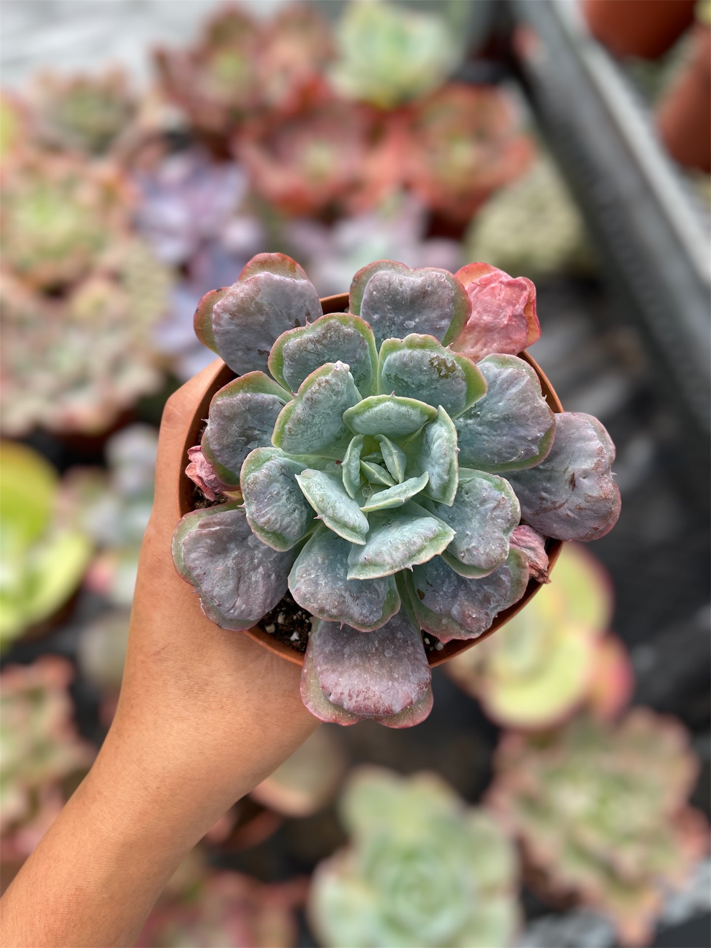 Echeveria Heart's Delight
