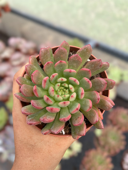 Echeveria Basfull