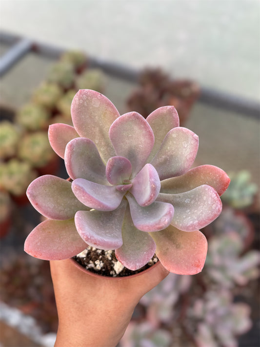 Pachyphytum Sin ID