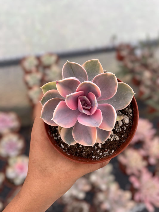 Echeveria Rainbow