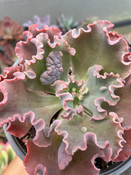 Echeveria Verrugas