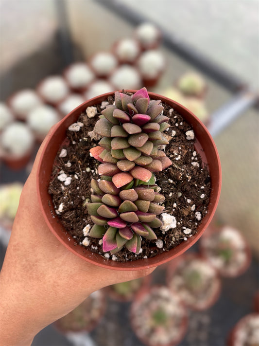 Anacampseros Rufescens