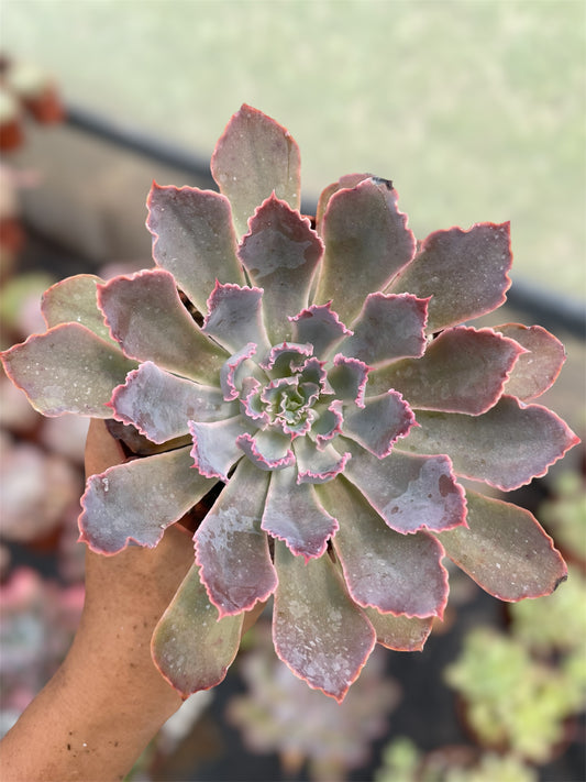 Echeveria Neón Breaker