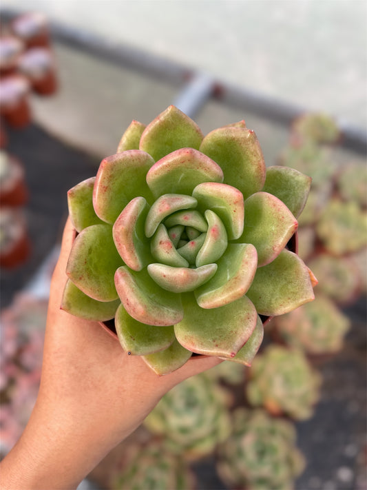 Echeveria Champán