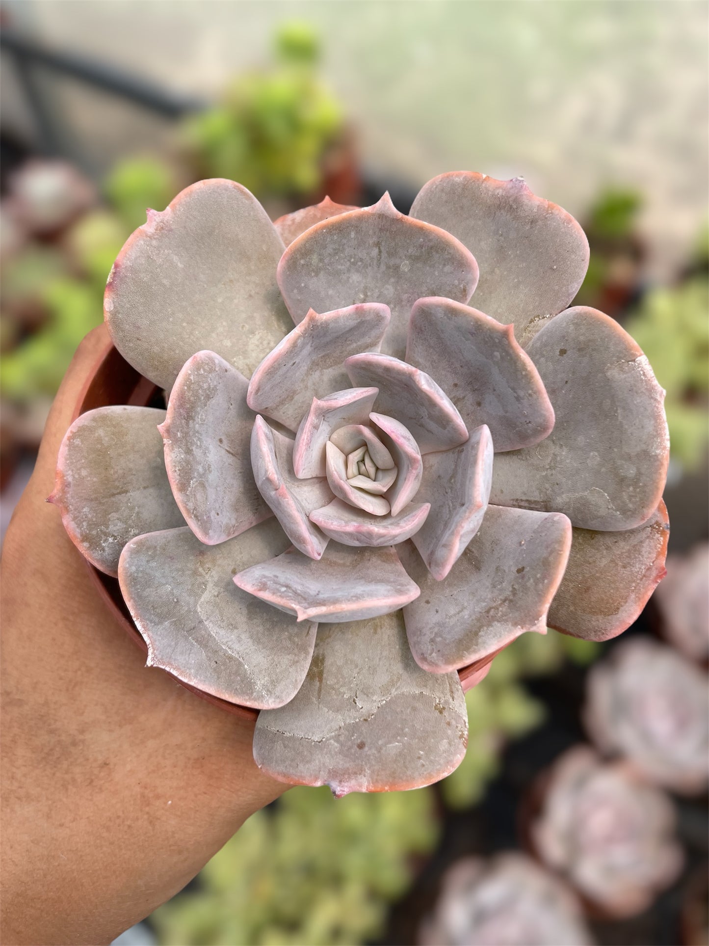 Echeveria Pollux