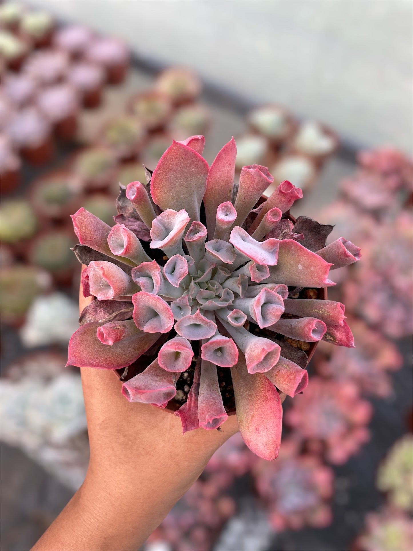 Echeveria Pink Trumpet