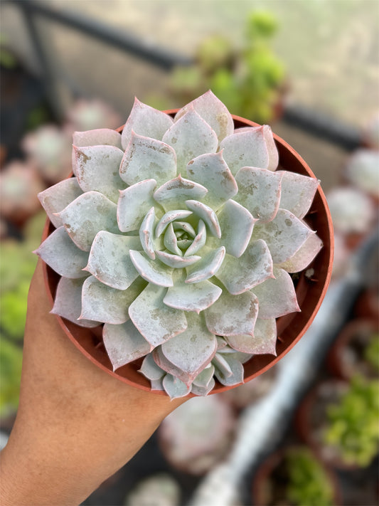 Echeveria Peacockii