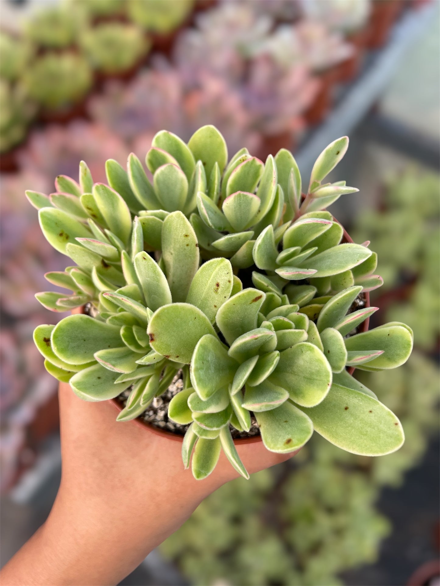 Crassula Money Maker