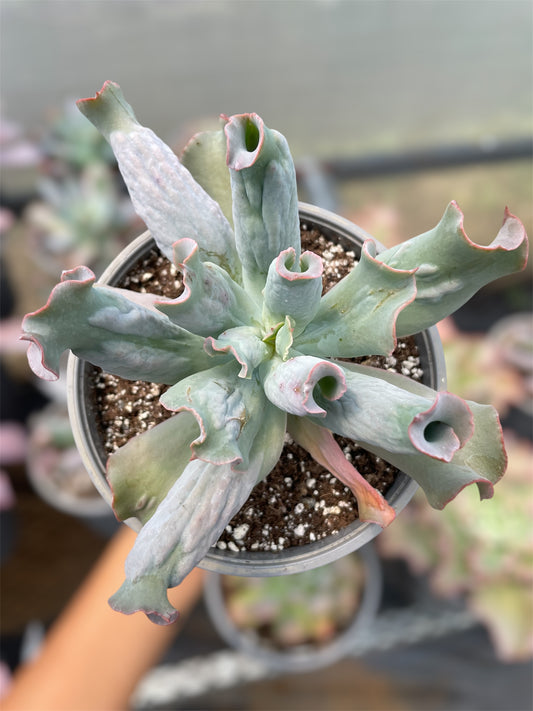 Echeveria Culibra