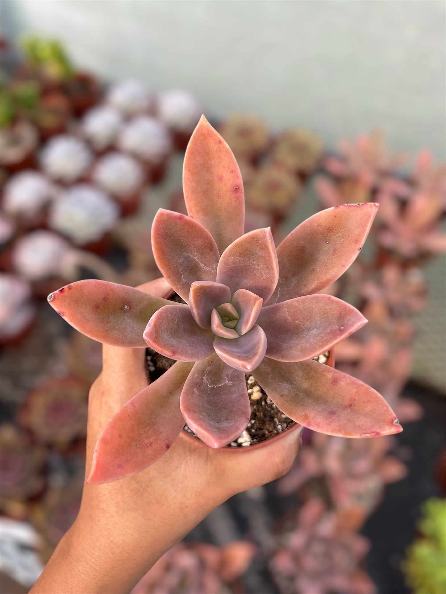 Graptoveria Fred Ives