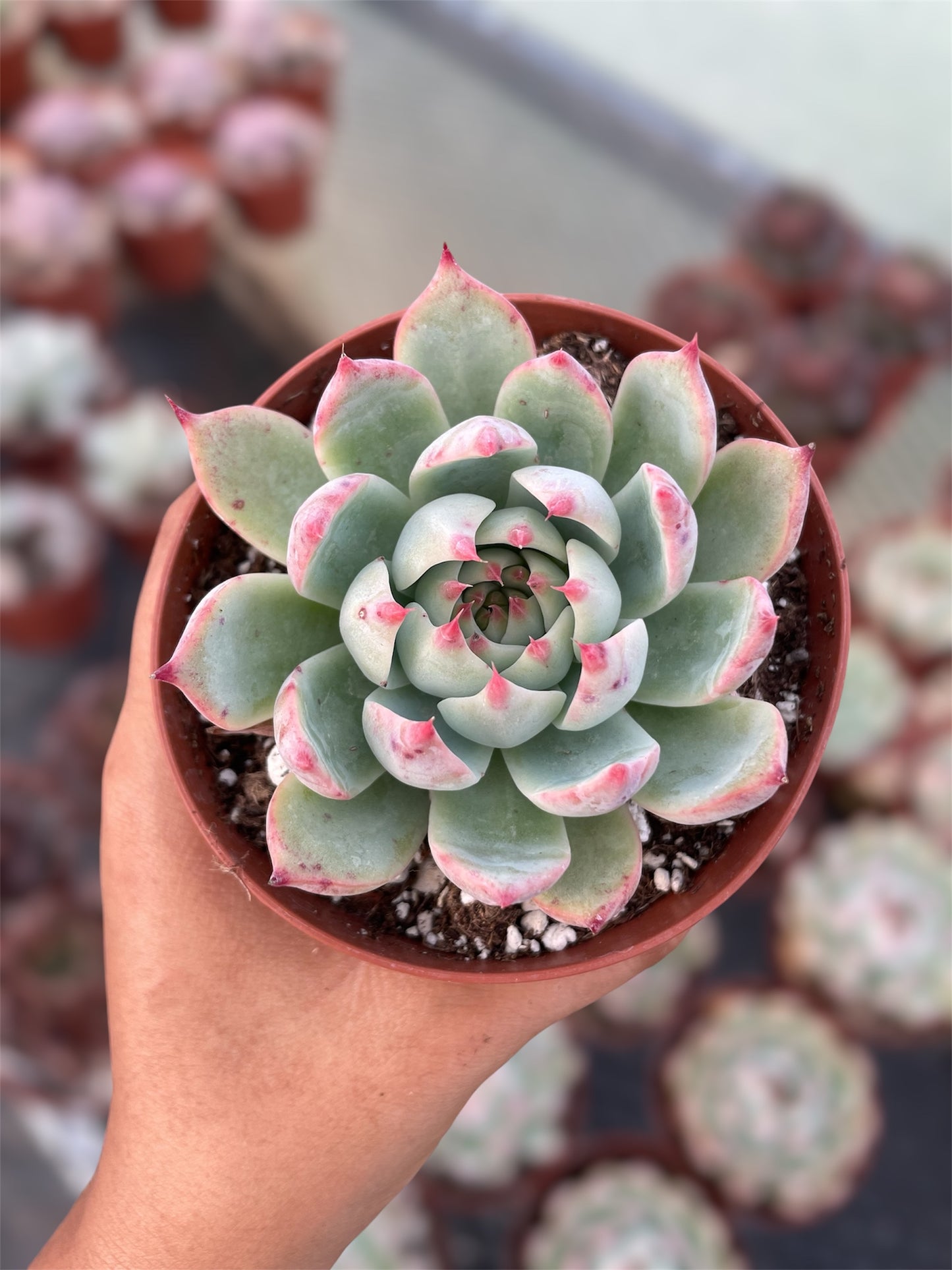 Echeveria Chihuahuaensis