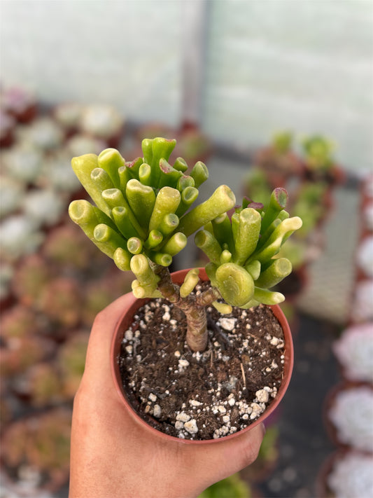 Crassula Ovata Gollum