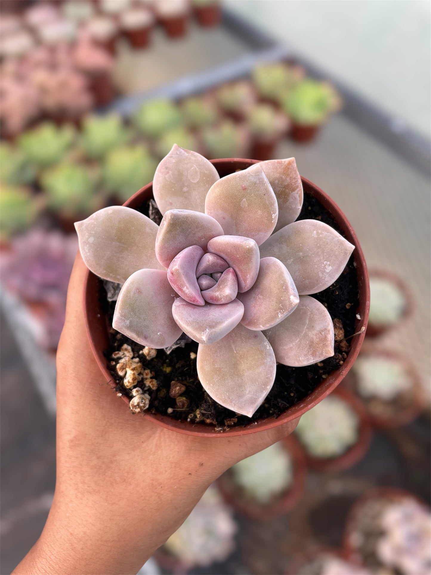 Graptopetalum Purple Delight