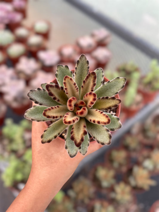 Kalanchoe Tomentosa Cafe