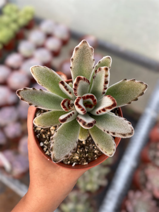 Kalanchoe Tomentosa